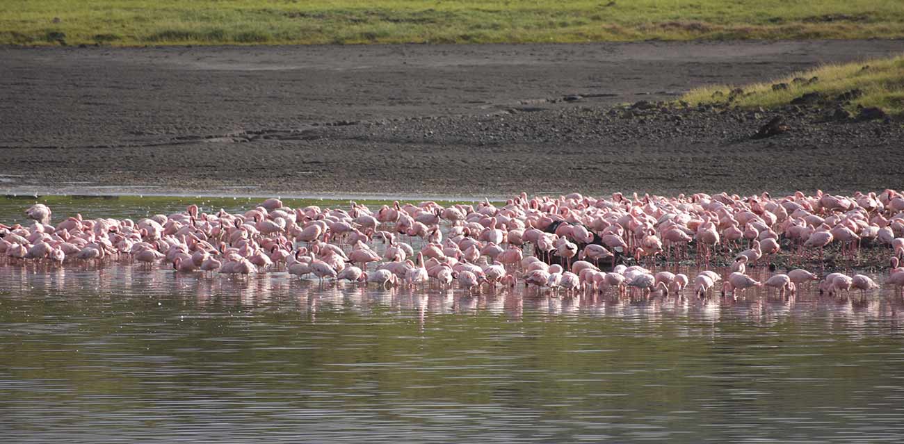 5-Days-Walking-Safari