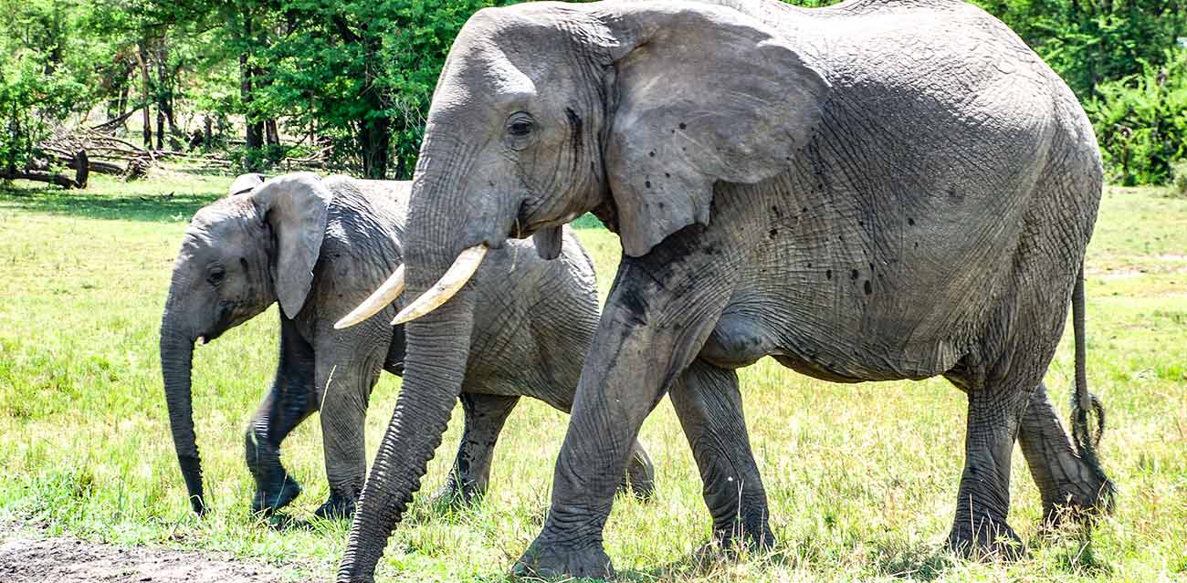 africa camping safari