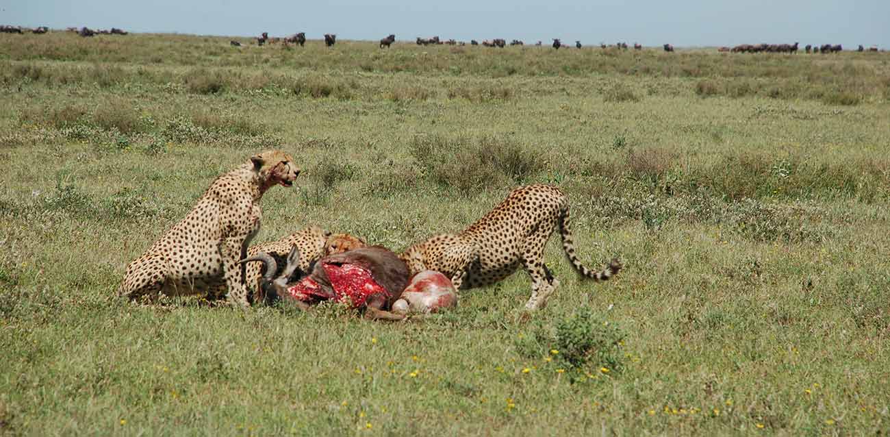 tanzania camping safari