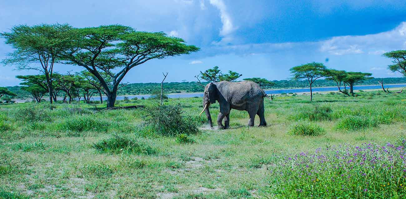 camping safari