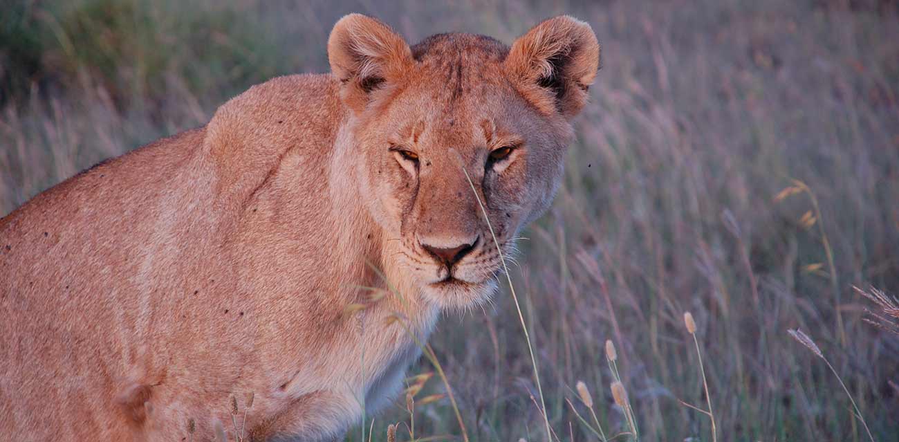 katavi national park