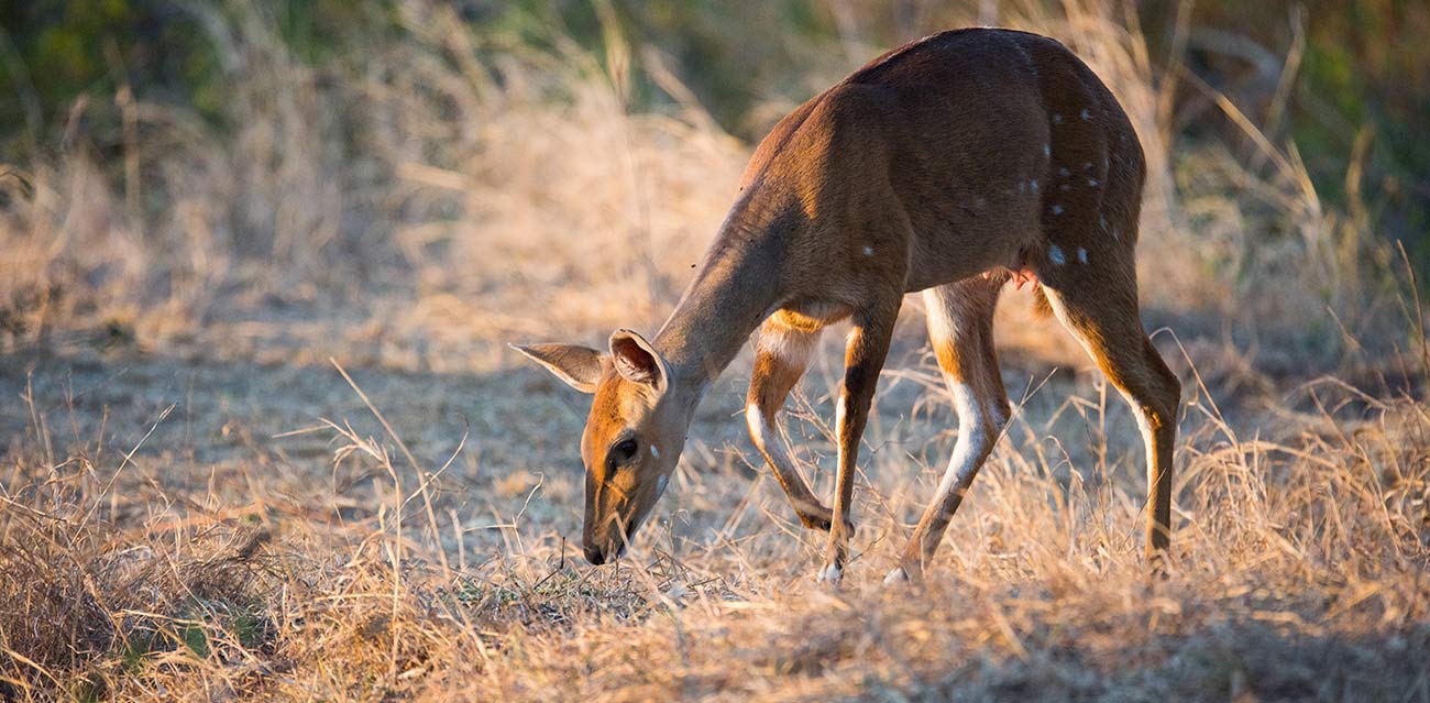 mikumi national park