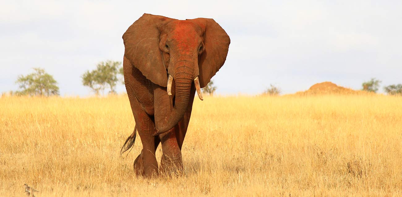 mkomazi national park