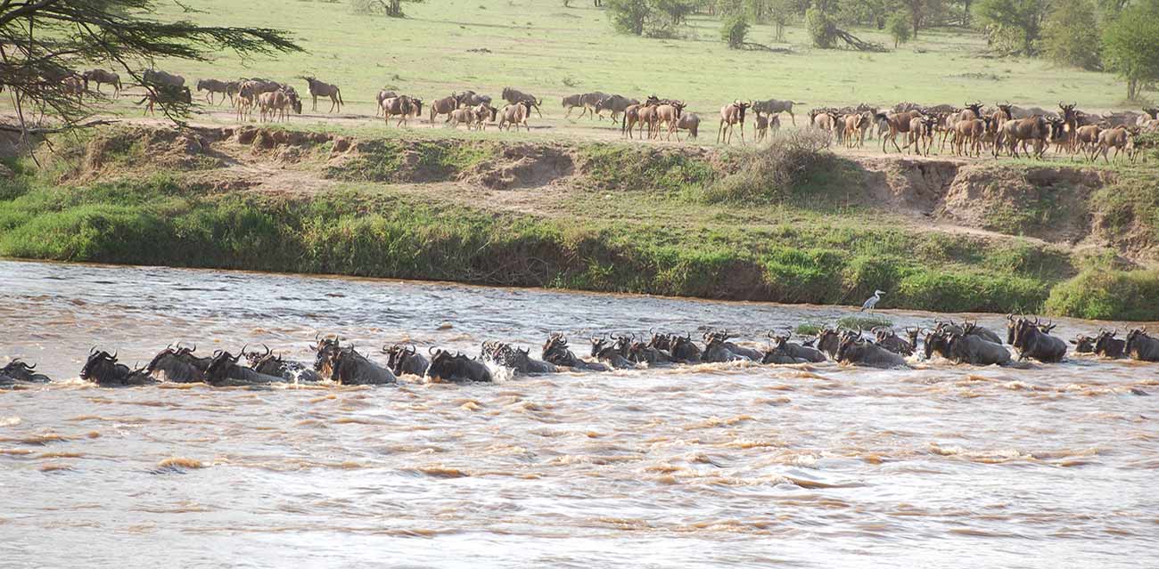 serengeti migartion in tanzania