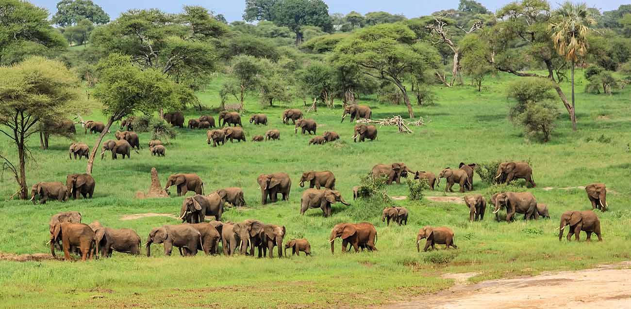 budget camping safari