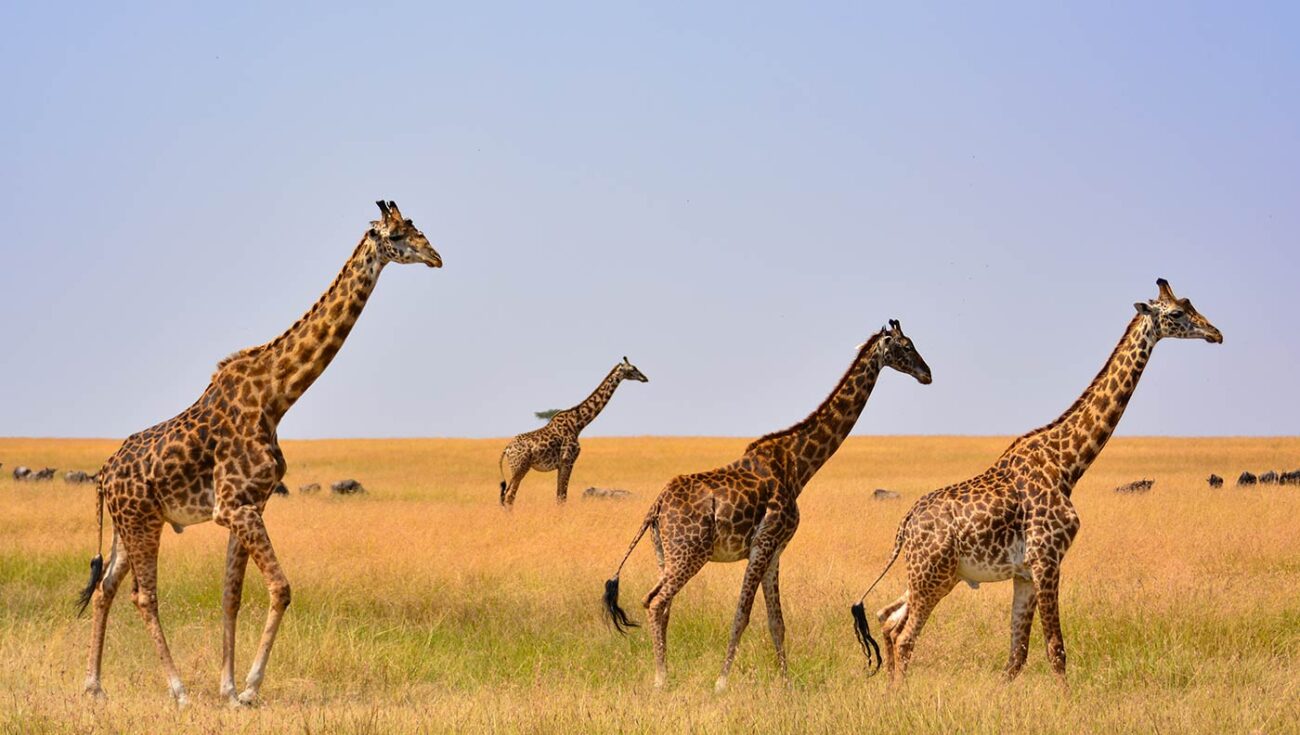 giraffes-of-mara