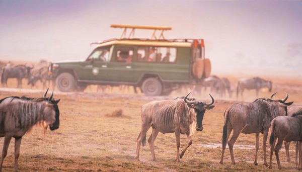 kenya and tanzania safari