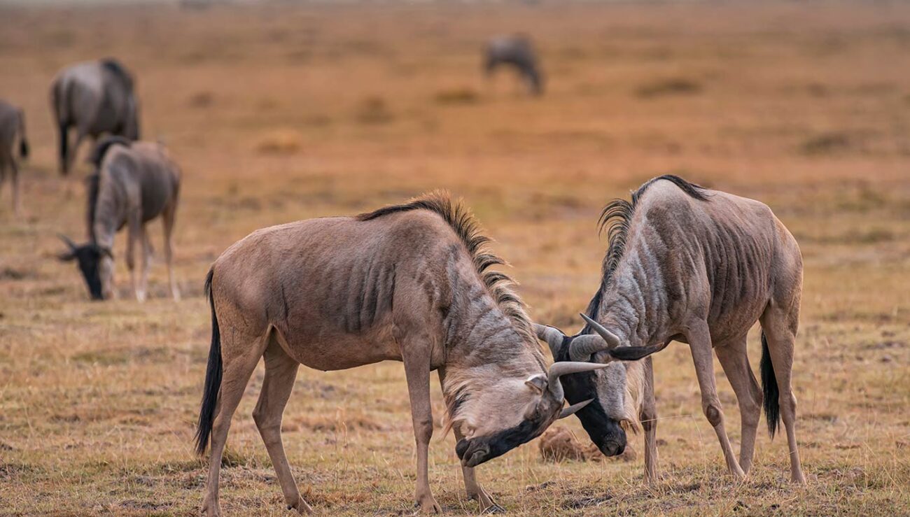 wildebeests wildebeest