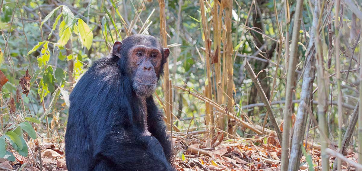 chimpanzee