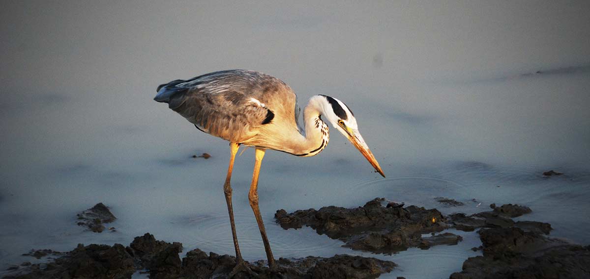 mikumi national park