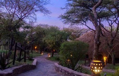 serengeti serena lodge
