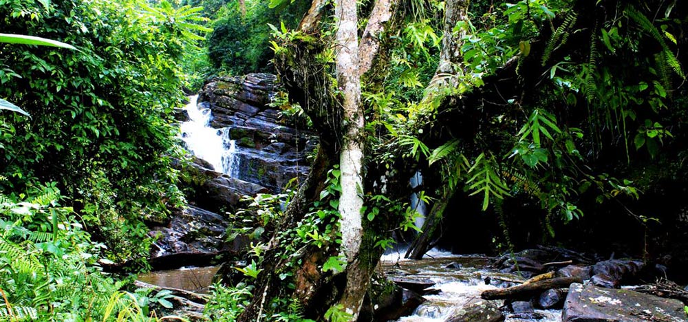amani nature reserve