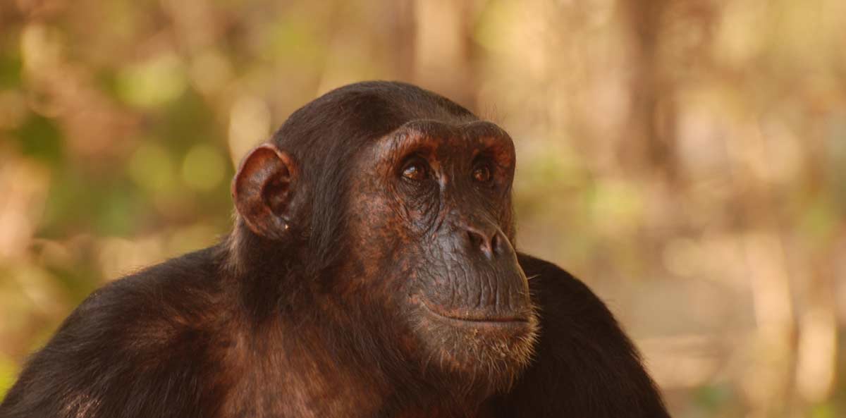 gombe national park