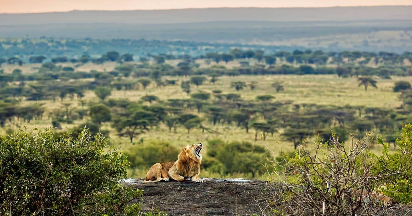 serengeti lion