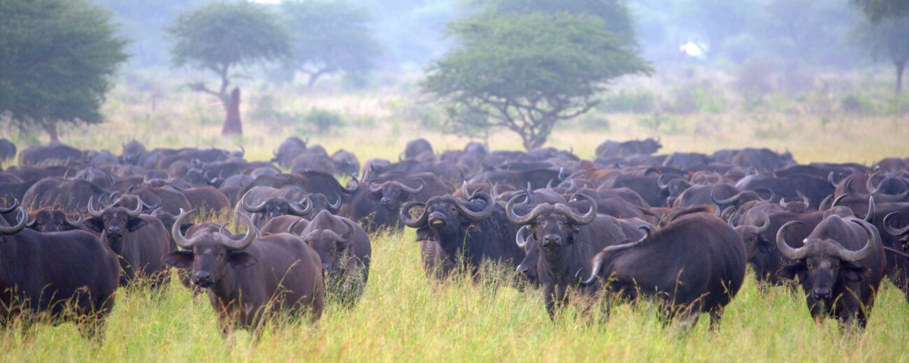 africa camping safari