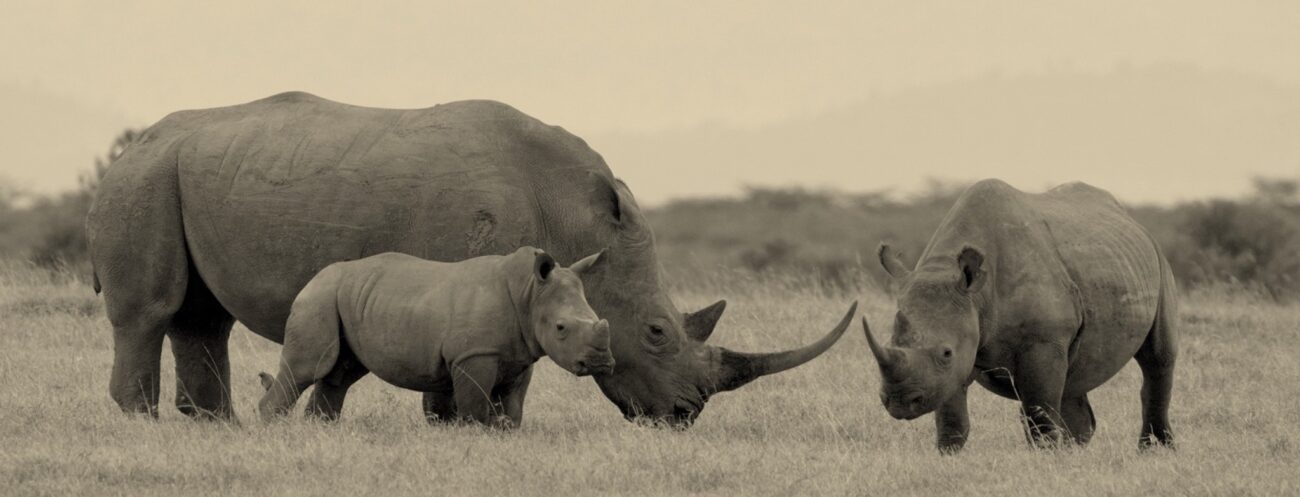 luxury camping safari