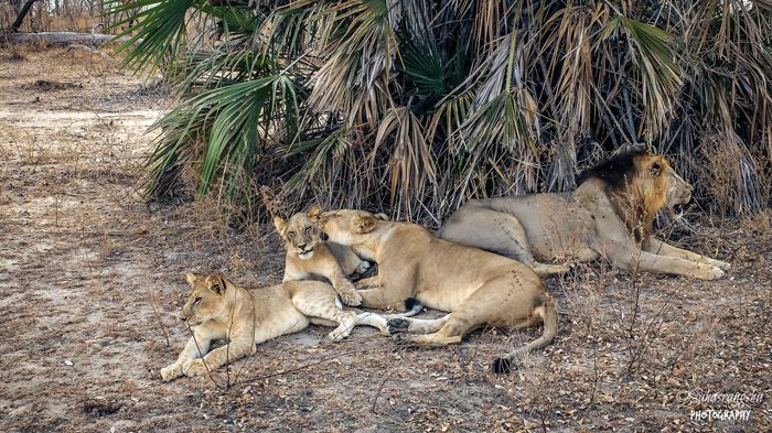 selous lions