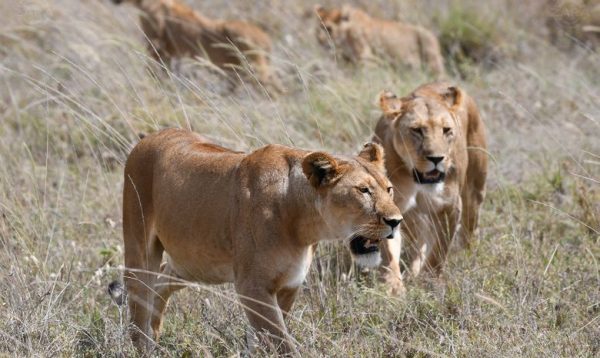 ngorongoro crater