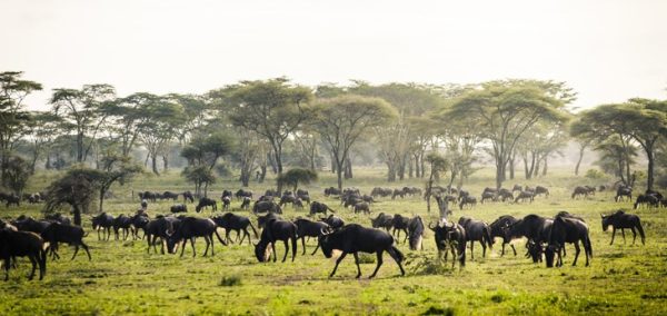 serengeti
