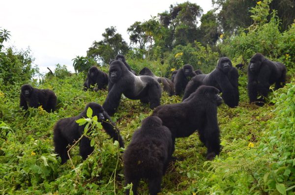 volcanoes Rwanda