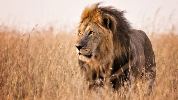 masai mara