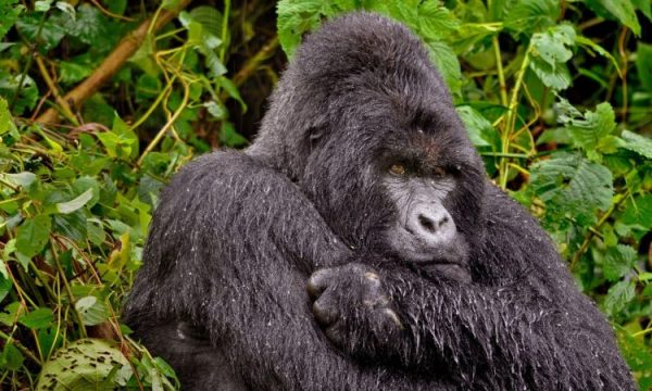 bwindi
