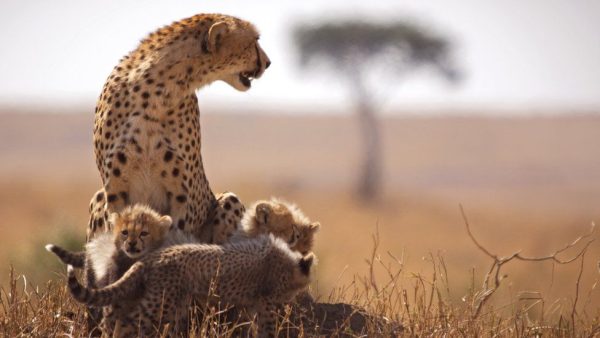 maasai mara