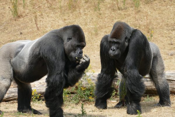 rwanda