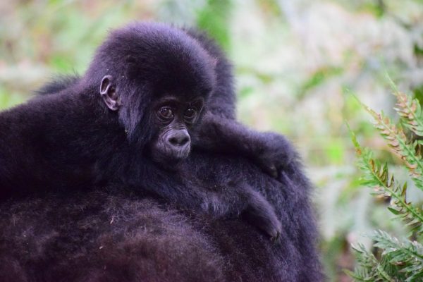 tanzania and uganda