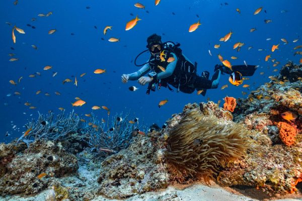 diving in zanzibar