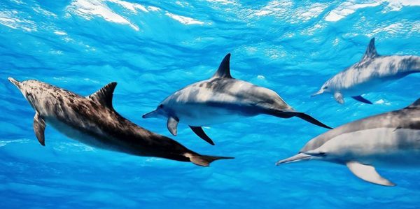 dolphin kizimkazi 