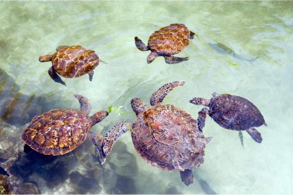 turtles
