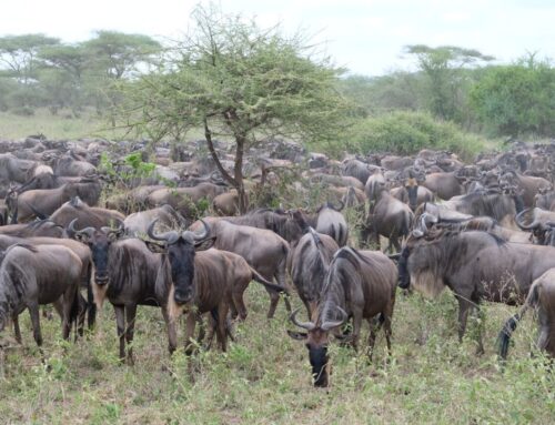 Tansania Safari Preise 2025: Wie viel kostet eine Safari?